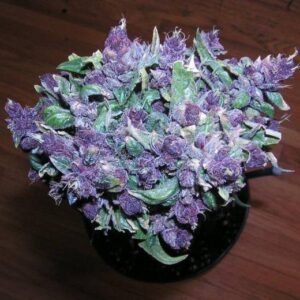 buy weed online in ibiza