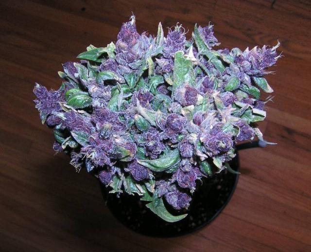 buy weed online in ibiza